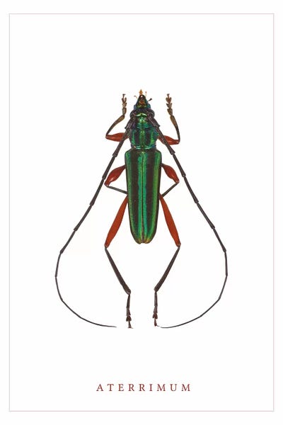 Beetles: Aterrimum Beetle by Wouter Rikken