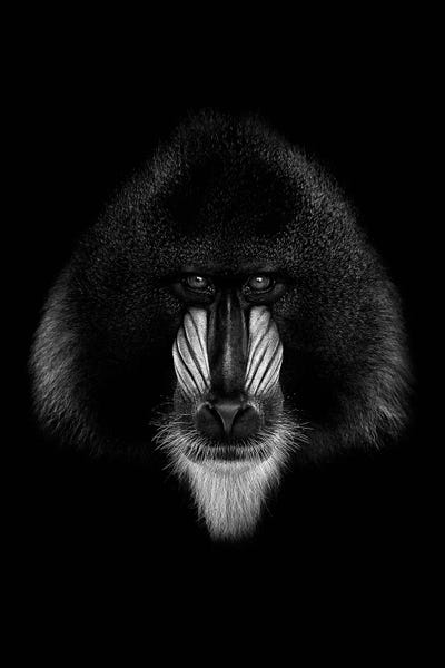 Dark Mandrill by Wouter Rikken framed canvas print