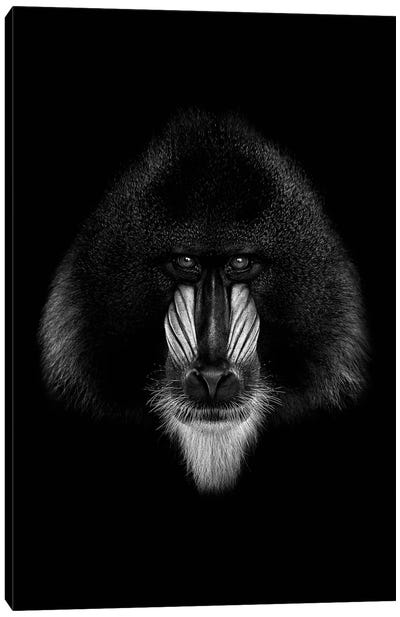 Dark Mandrill Canvas Art Print - Primate Art