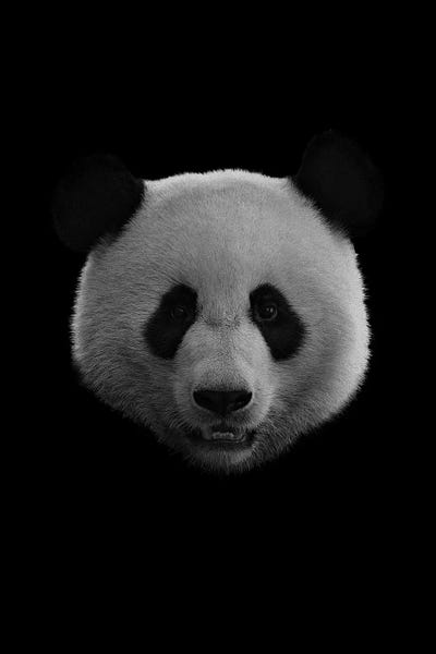 Pandas: Dark Panda by Wouter Rikken