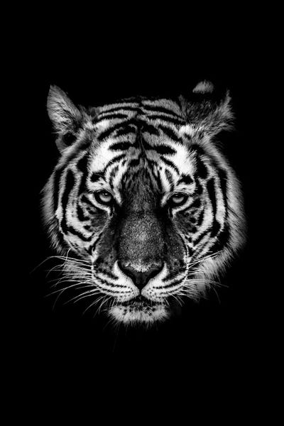 Wouter Rikken: Dark Tiger I by Wouter Rikken