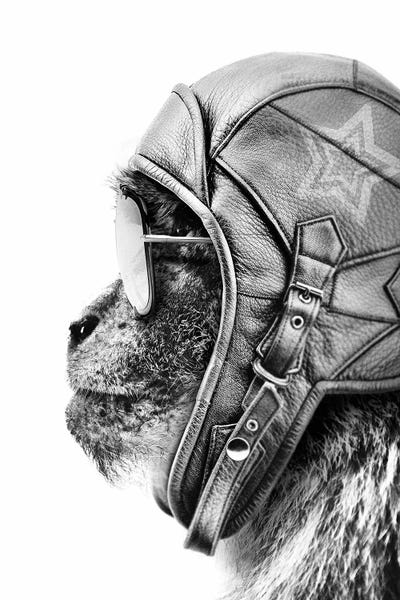 Monkeys: Aviator Monkey by Wouter Rikken