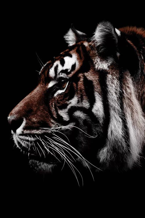 Dark Tiger, Color