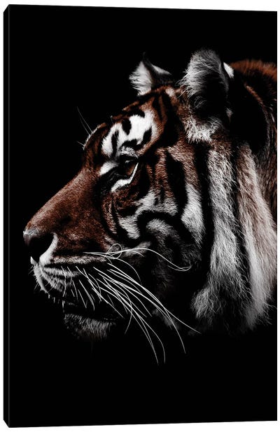 Dark Tiger, Color Canvas Art Print - Wouter Rikken