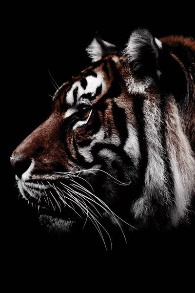 Tigers: Dark Tiger, Color by Wouter Rikken