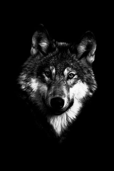Dark Wolf I by Wouter Rikken framed canvas print
