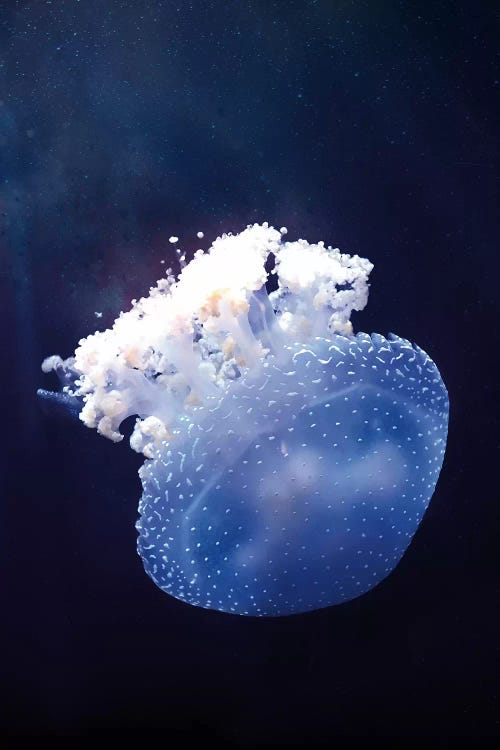 Deep Sea Jellyfish by Wouter Rikken wall art