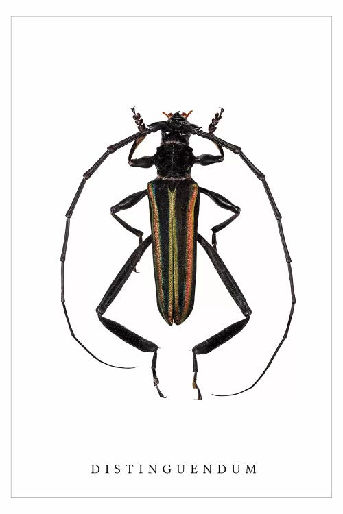 Distinguendum Beetle by Wouter Rikken wall art