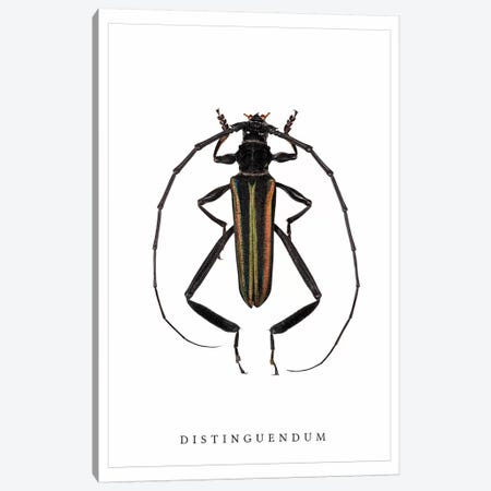 Distinguendum Beetle Canvas Print #WRI46} by Wouter Rikken Canvas Print