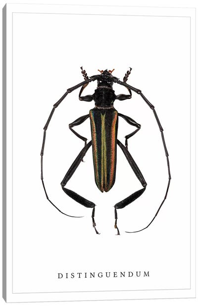 Distinguendum Beetle Canvas Art Print - Beetle Art