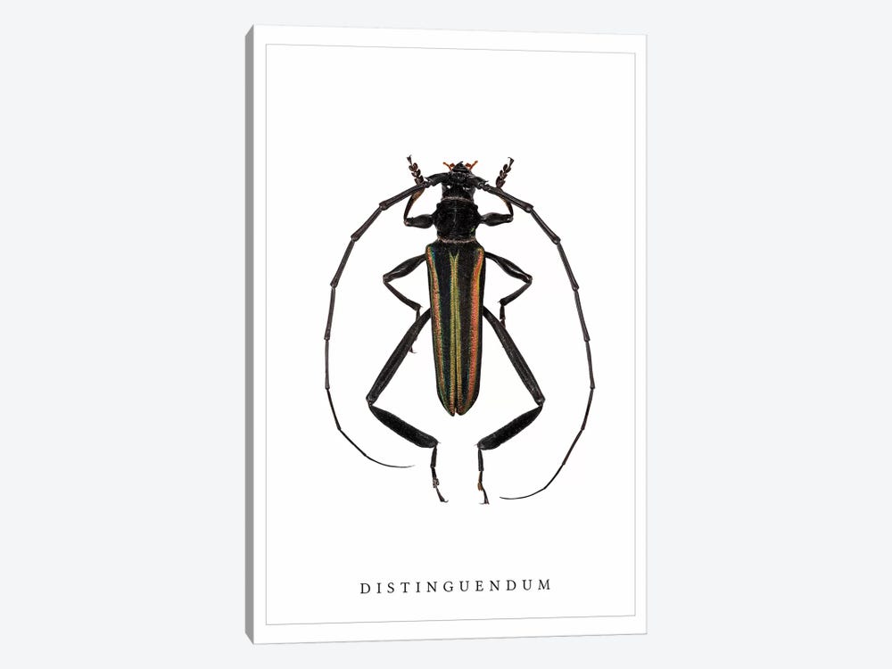 Distinguendum Beetle by Wouter Rikken 1-piece Canvas Artwork