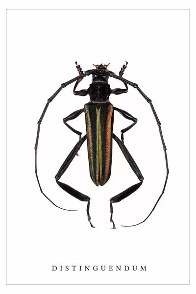 Wouter Rikken: Distinguendum Beetle by Wouter Rikken