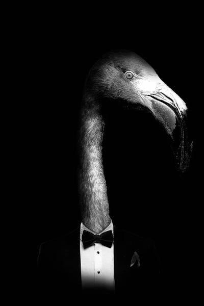 Wouter Rikken: Flamingo Chic by Wouter Rikken