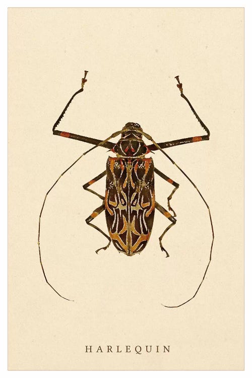 Harlequin Beetle