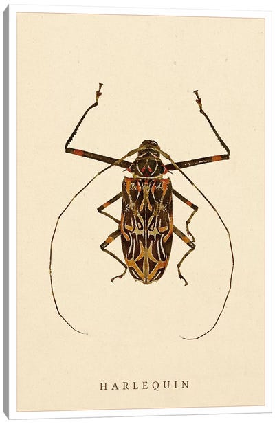 Harlequin Beetle Canvas Art Print - Beetle Art