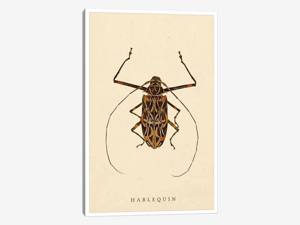 Harlequin Beetle by Wouter Rikken 1-piece Canvas Art