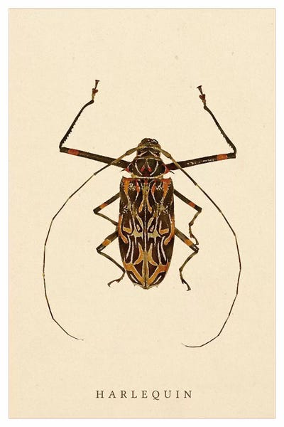 Beetles: Harlequin Beetle by Wouter Rikken