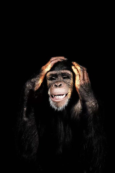 Chimpanzees: Hear No Evil by Wouter Rikken