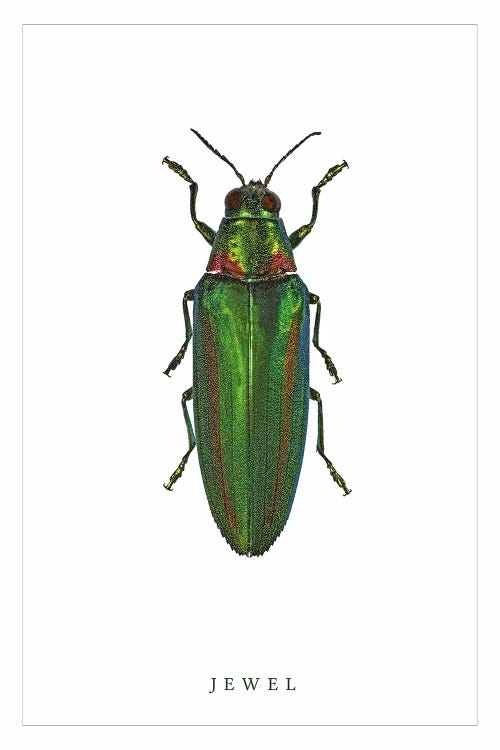 Jewel Beetle by Wouter Rikken wall art