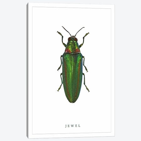 Jewel Beetle Canvas Print #WRI53} by Wouter Rikken Canvas Print