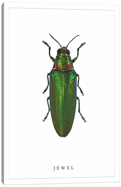 Jewel Beetle Canvas Art Print - Beetle Art