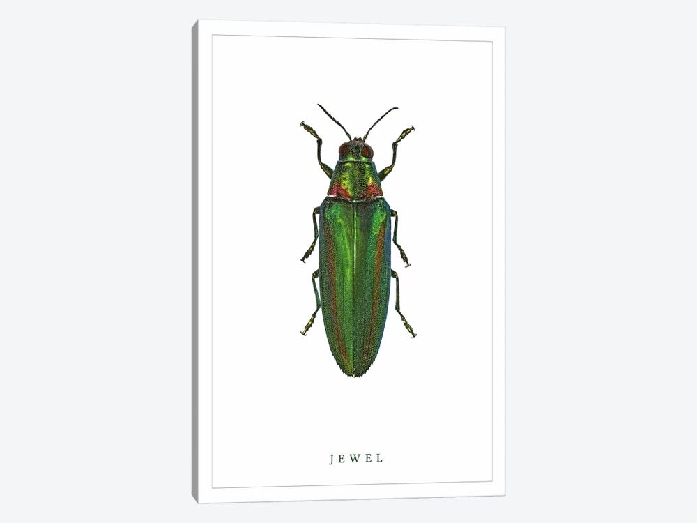 Jewel Beetle by Wouter Rikken 1-piece Canvas Artwork