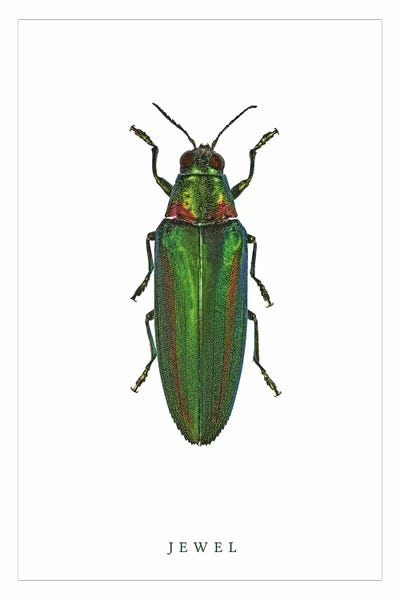 Beetles: Jewel Beetle by Wouter Rikken