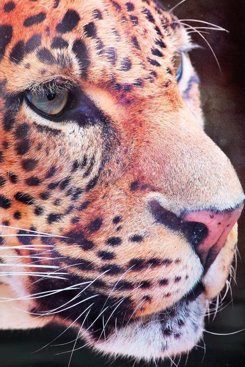 Leopard, Close-Up by Wouter Rikken wall art