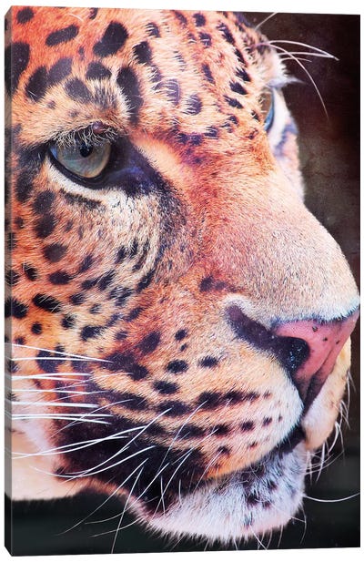 Leopard, Close-Up Canvas Art Print - Leopard Art