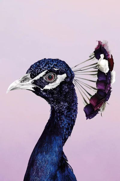 Wouter Rikken: Purplish Peacock by Wouter Rikken