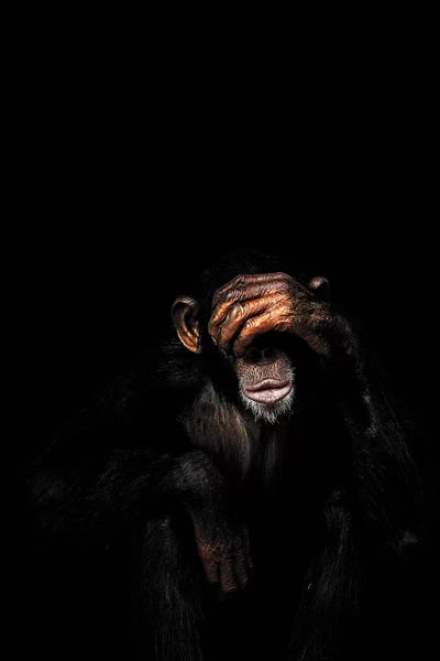 Chimpanzees: See No Evil by Wouter Rikken