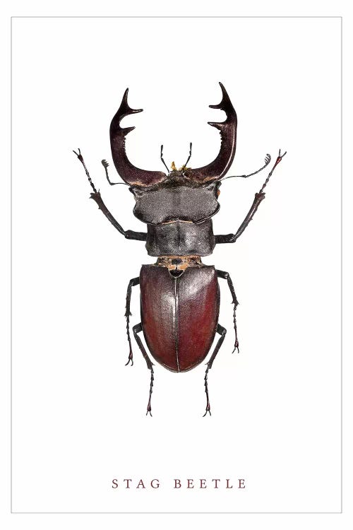 Stag Beetle by Wouter Rikken wall art