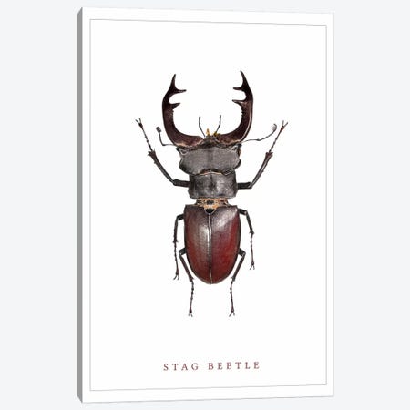 Stag Beetle Canvas Print #WRI66} by Wouter Rikken Canvas Print