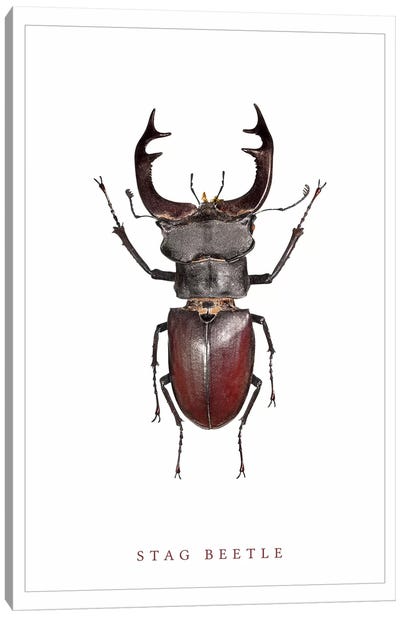 Stag Beetle Canvas Art Print - Wouter Rikken