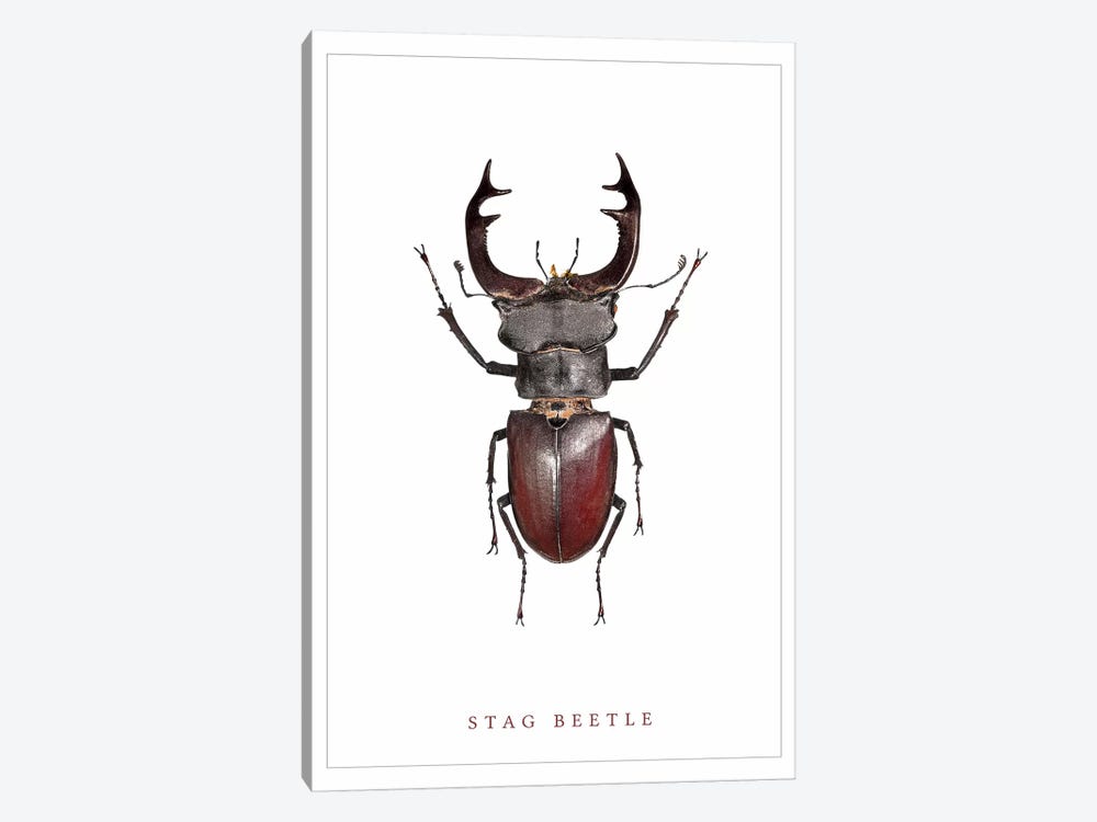 Stag Beetle by Wouter Rikken 1-piece Canvas Wall Art