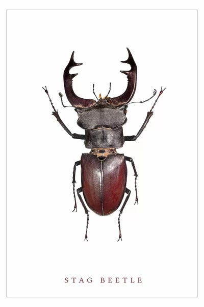 Beetles: Stag Beetle by Wouter Rikken