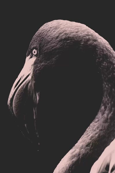 Wouter Rikken: Vintage Flamingo by Wouter Rikken