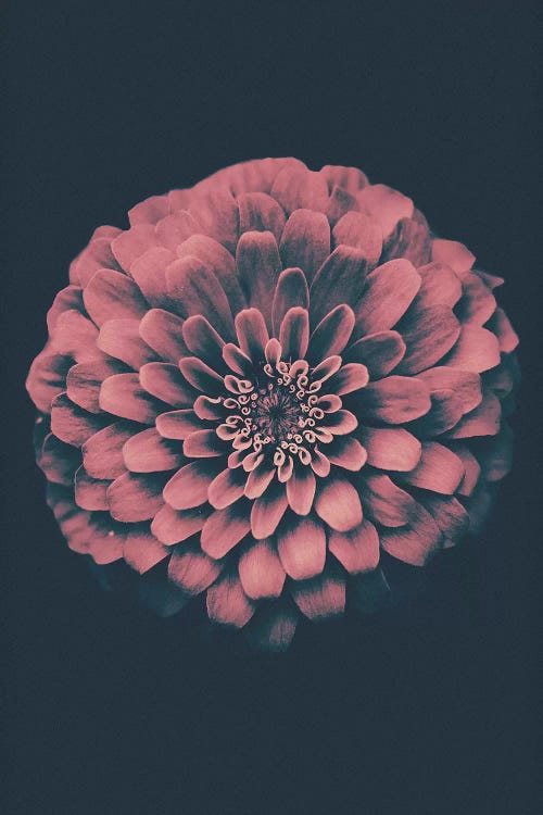 Vintage Flower by Wouter Rikken wall art