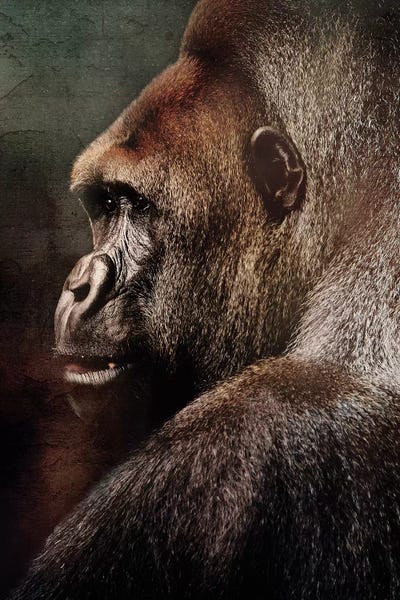 Vintage Gorilla by Wouter Rikken framed wall art