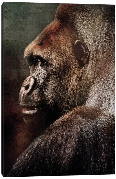 Vintage Gorilla Canvas Art Print - Gorilla Art