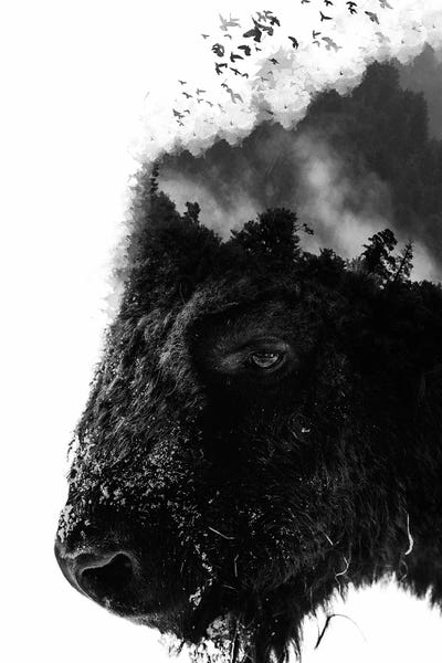 Bison & Buffaloes: White Bison by Wouter Rikken