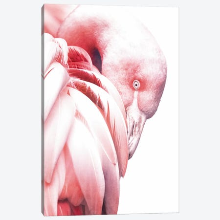 White Flamingo Canvas Print #WRI75} by Wouter Rikken Canvas Art