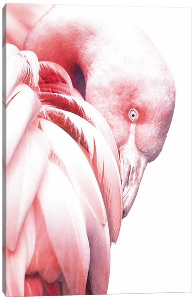 White Flamingo Canvas Art Print - Pink Art