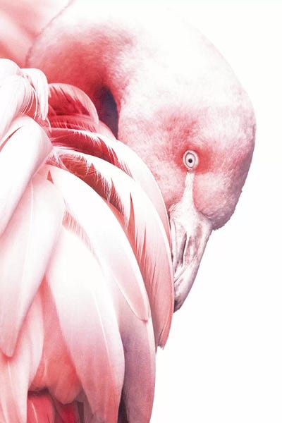 The Art Of The Feather: White Flamingo by Wouter Rikken