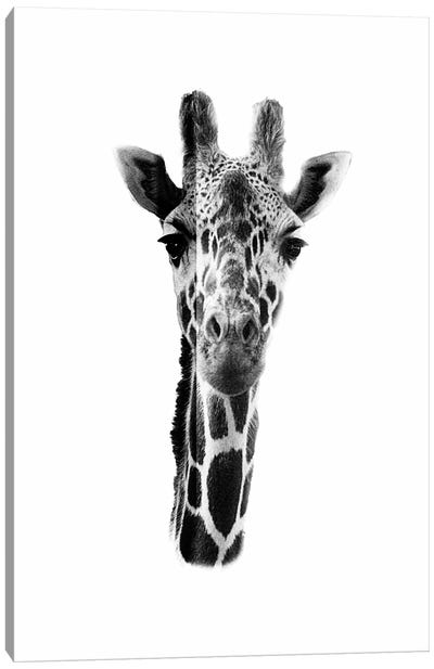 White Giraffe Canvas Art Print - Wouter Rikken