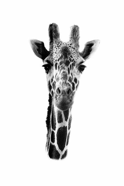 Wouter Rikken: White Giraffe by Wouter Rikken