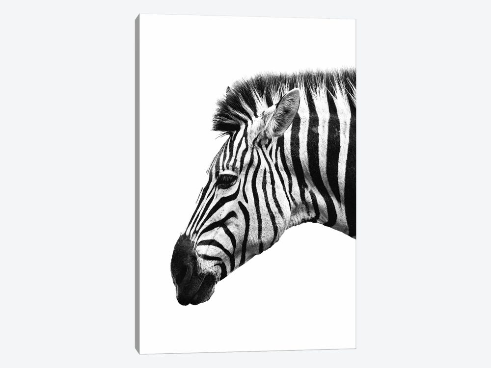 White Zebra by Wouter Rikken 1-piece Canvas Wall Art