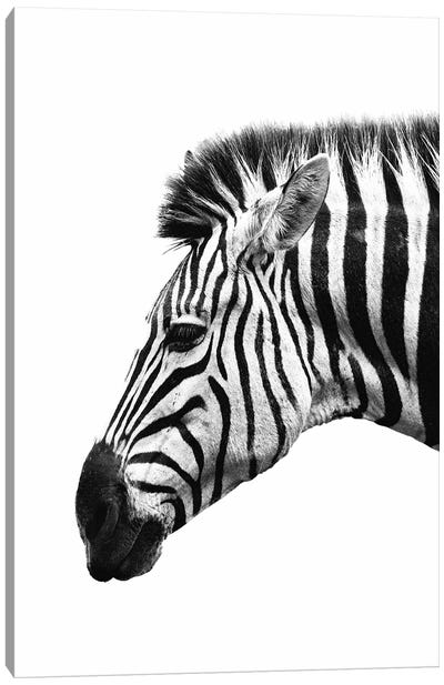 White Zebra Canvas Art Print - Zebra Art