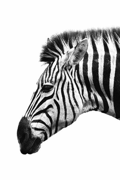 Zebras: White Zebra by Wouter Rikken