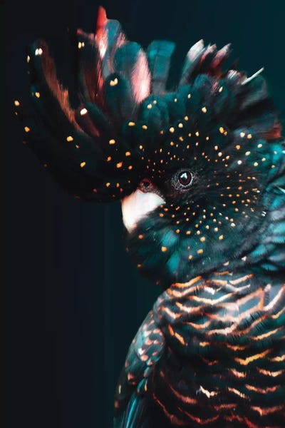 The Art Of The Feather: Cockatoo by Wouter Rikken